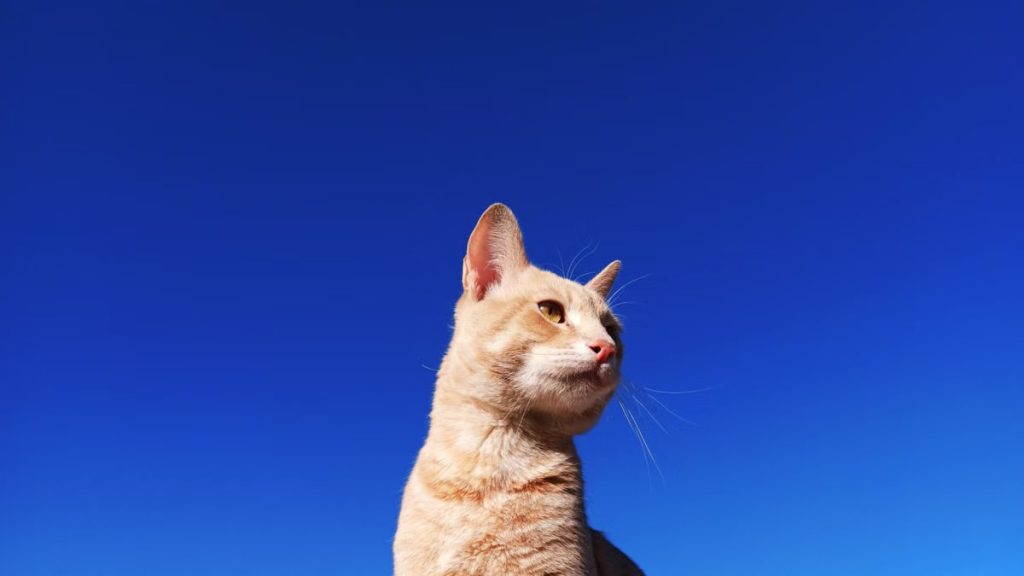 A tabby cat stands against a vibrant blue sky, captured outdoors in Ouargla, Algeria.